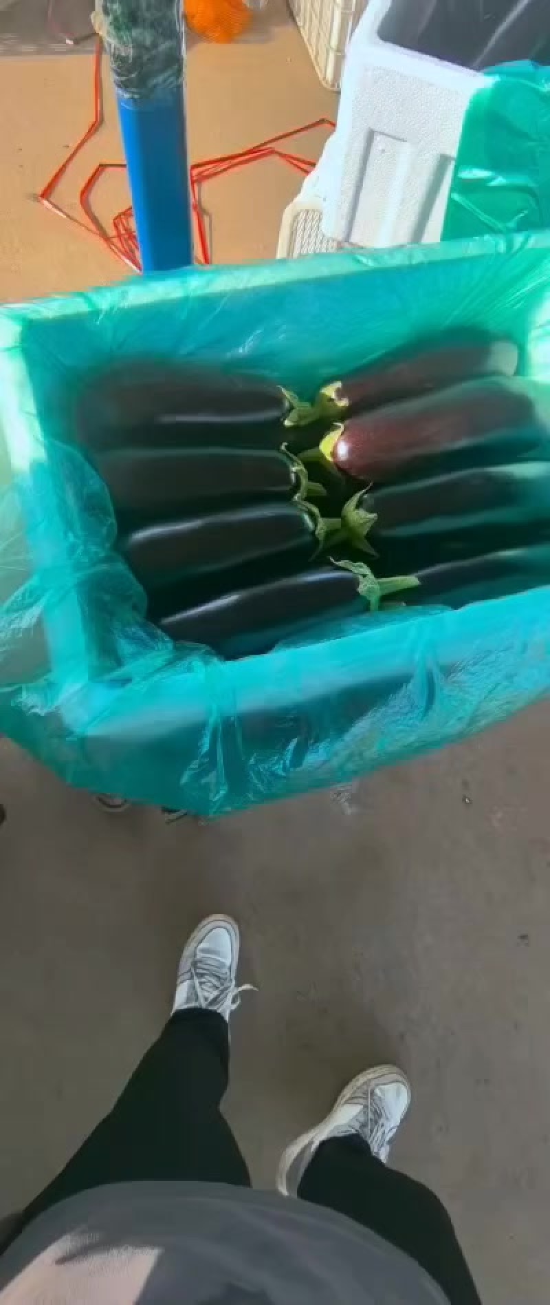 山东疏菜