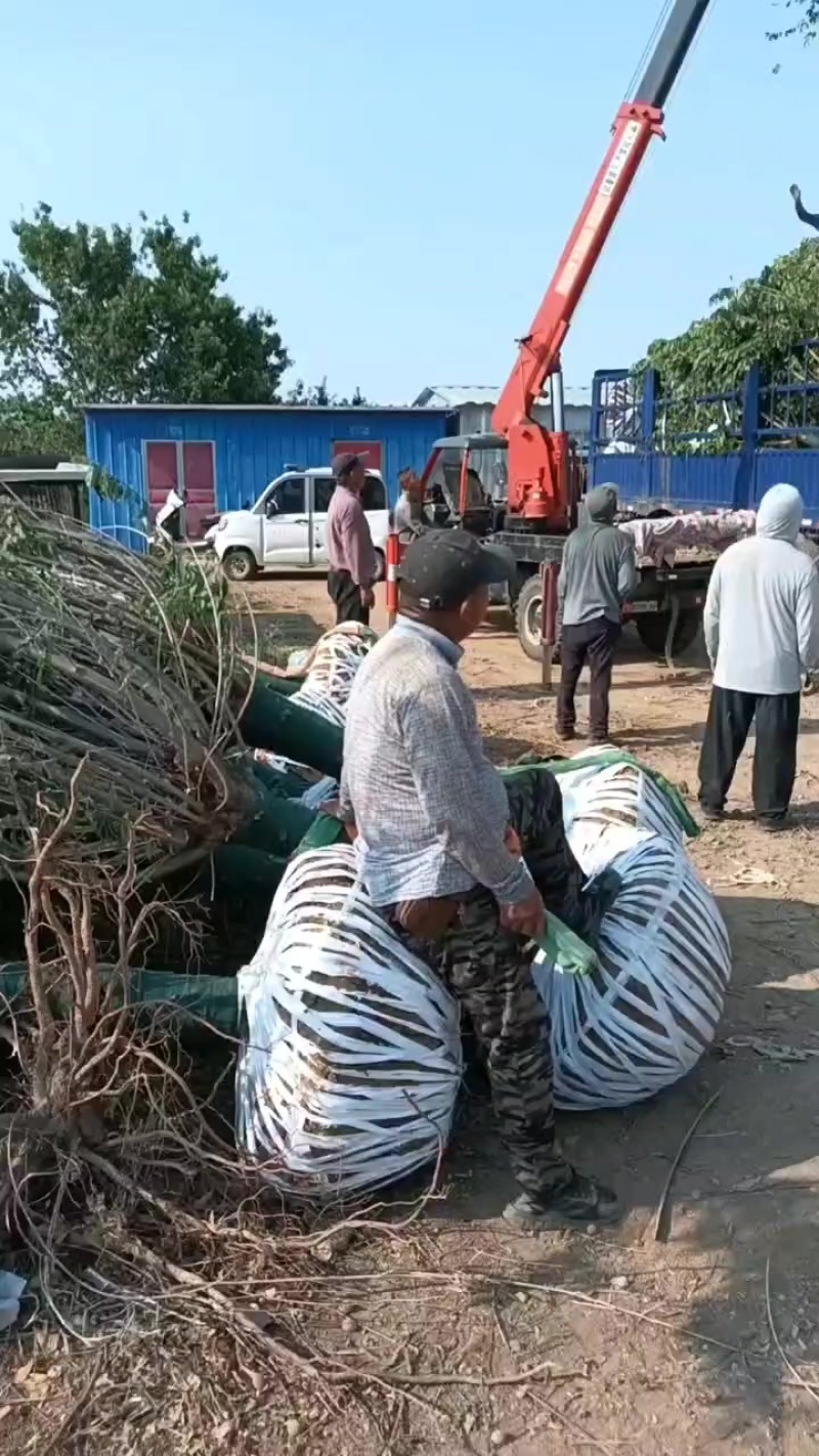 苗圃大量出售8-15公分碧桃
