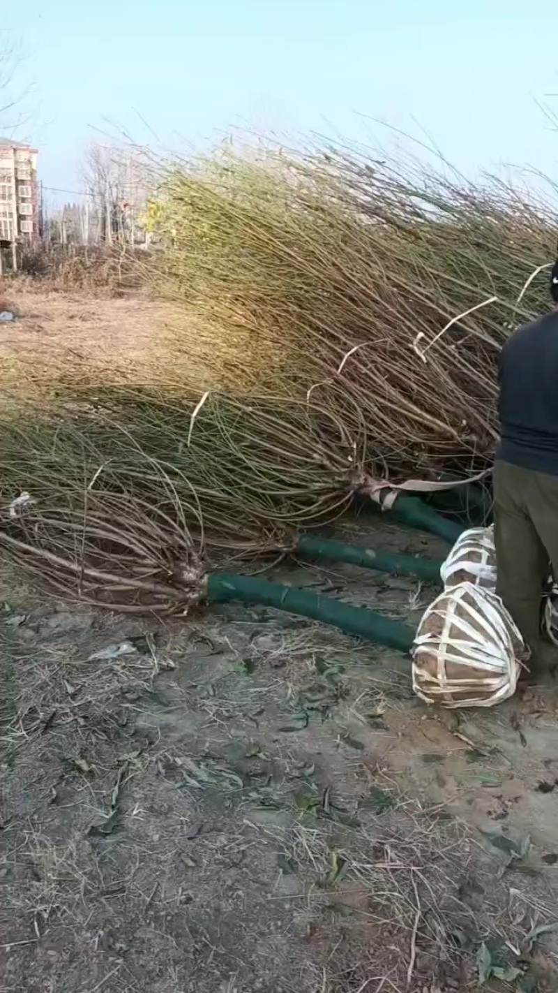苗圃大量出售8-15公分碧桃