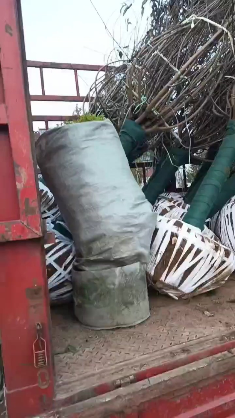 苗圃大量出售8-15公分碧桃