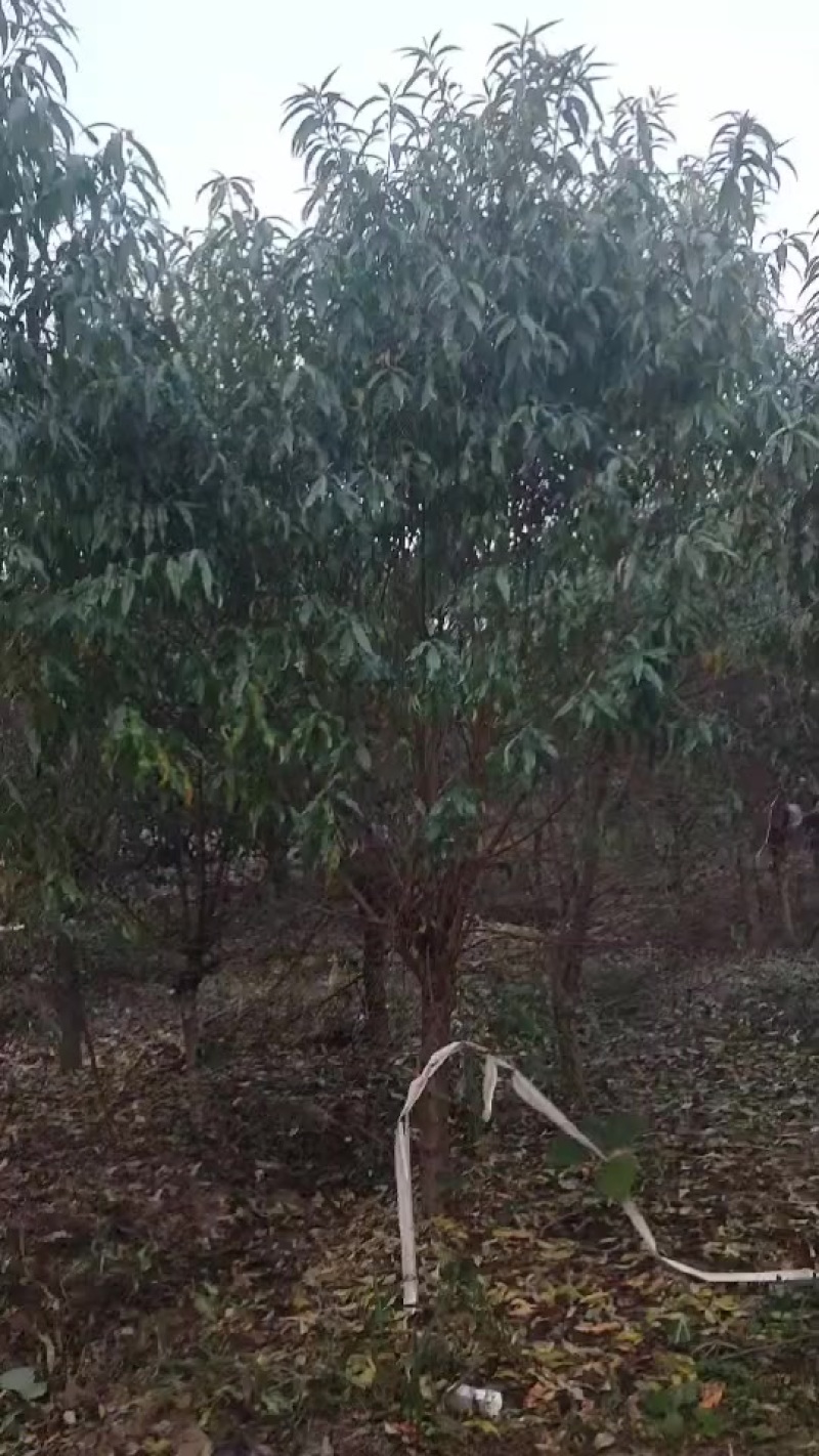 苗圃大量出售8-15公分碧桃