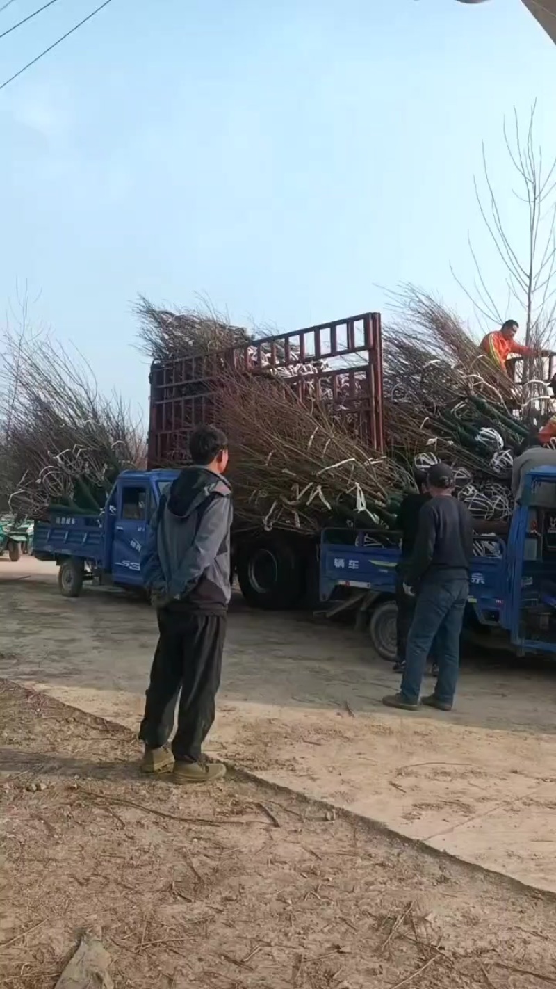 苗圃大量出售8-15公分碧桃