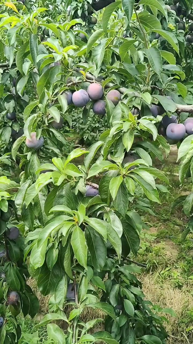 江苏省高邮种植五月脆