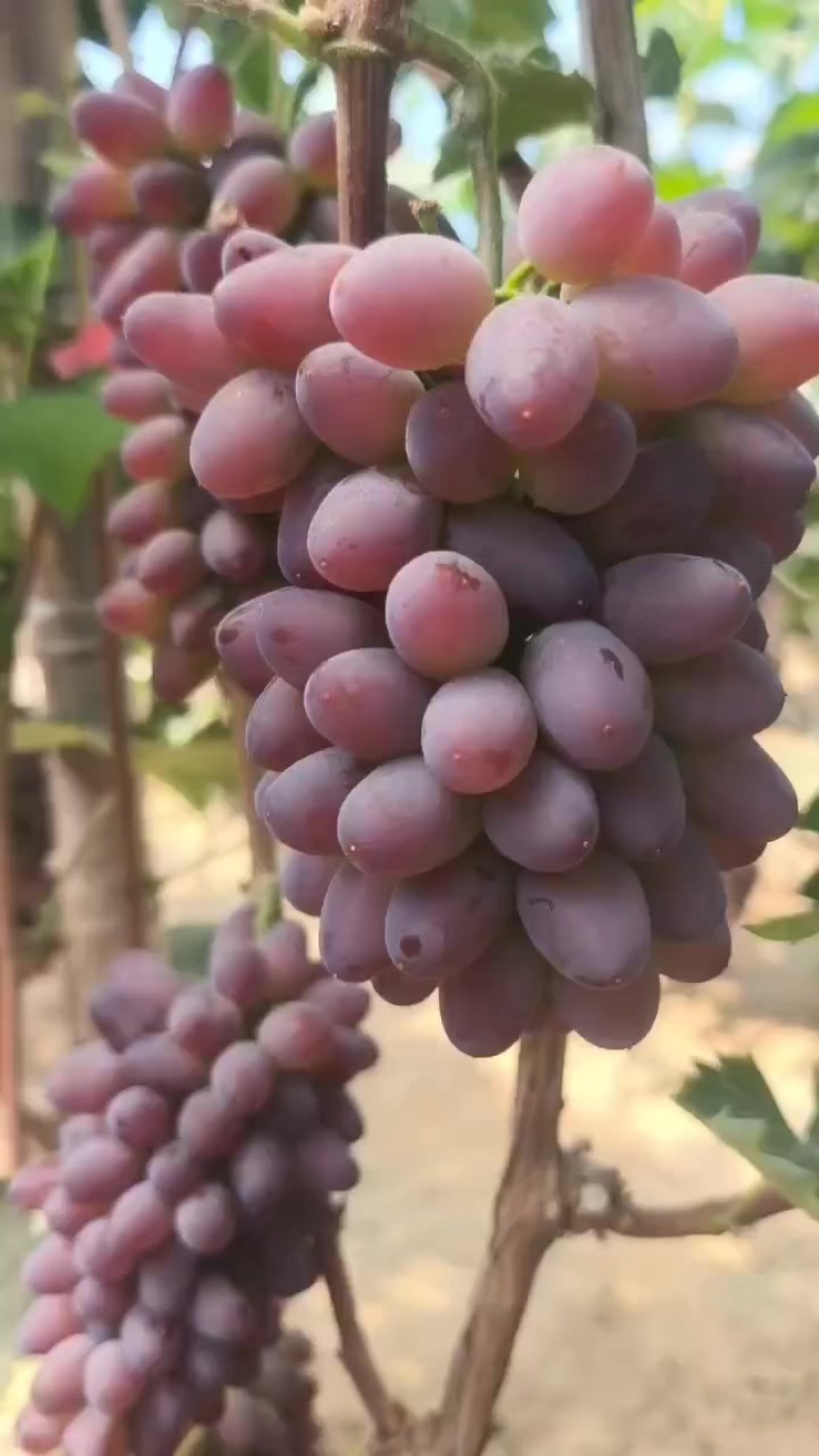 着色香葡萄