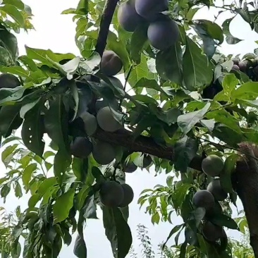 江苏省高邮种植五月脆