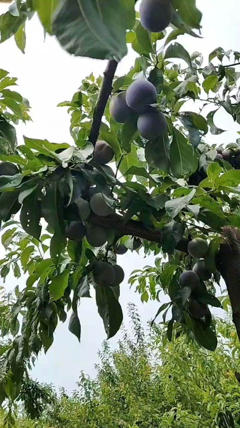 江苏省高邮种植五月脆