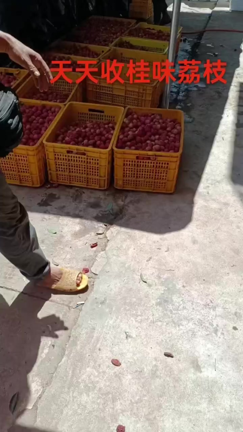 灵山荔枝