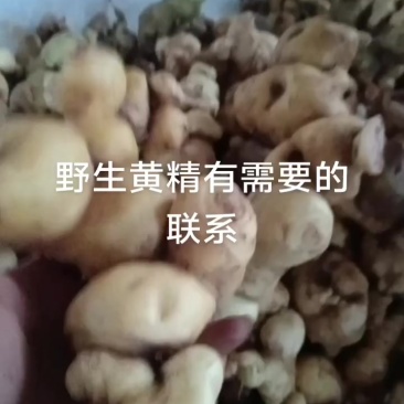 野生滇黄精
