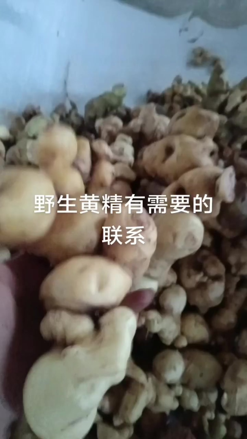 野生滇黄精