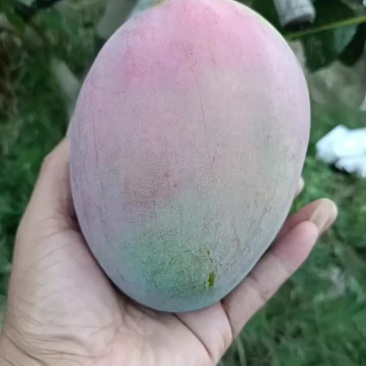 攀枝花凯特芒果，