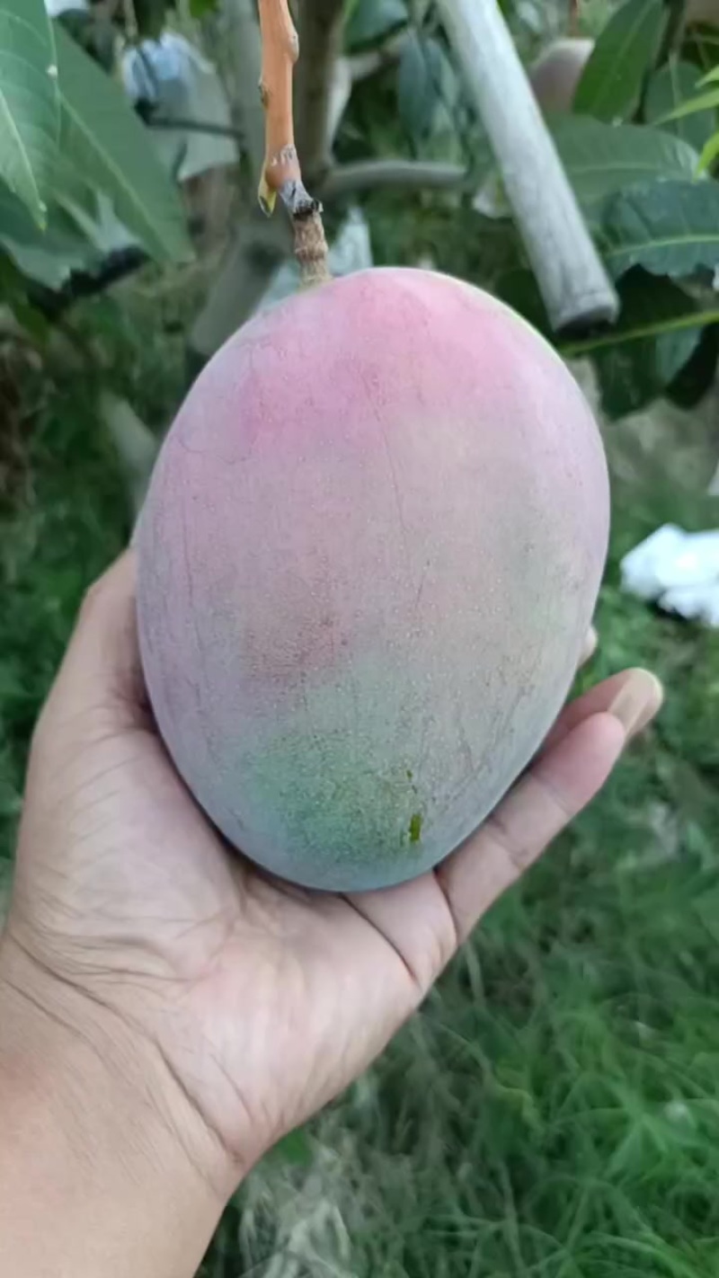 攀枝花凯特芒果，
