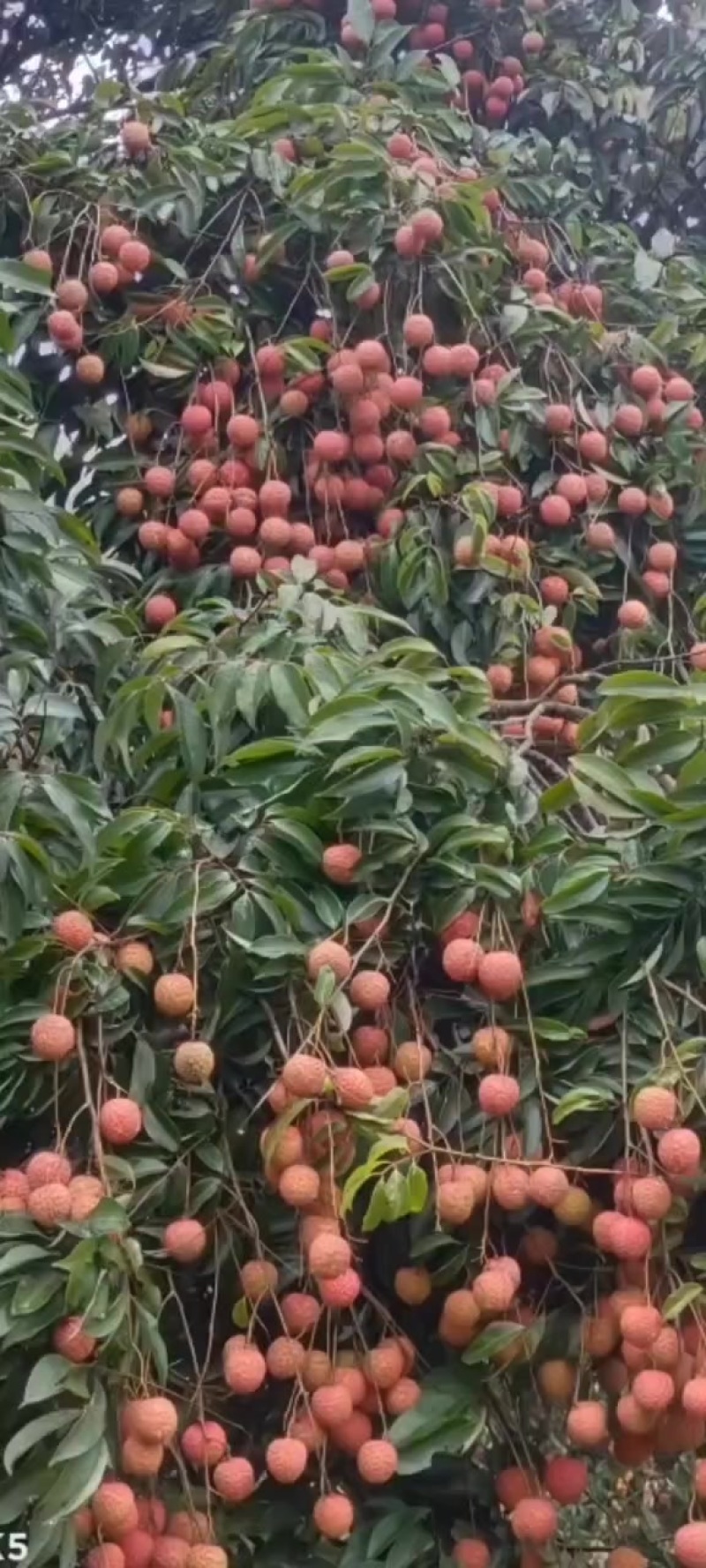 广东荔枝