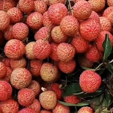 广东荔枝