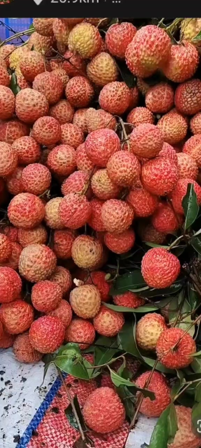 广东荔枝