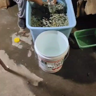 知了猴