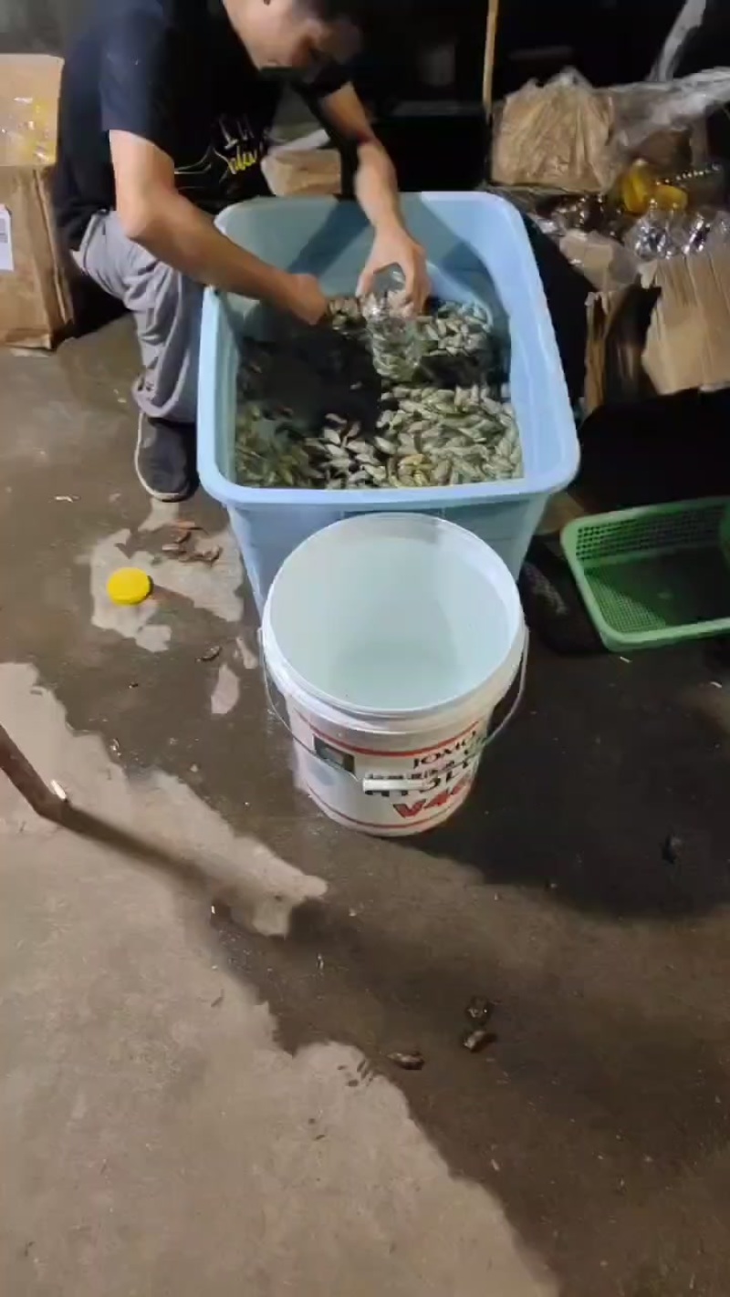 知了猴