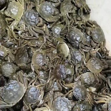 江苏六月黄大闸蟹批发
