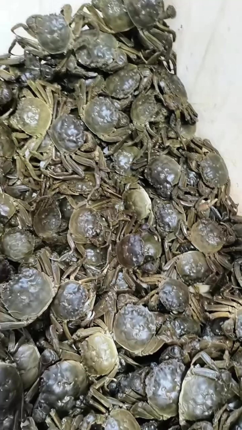 江苏六月黄大闸蟹批发