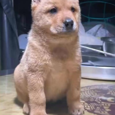 土猎犬小黄公纯品种