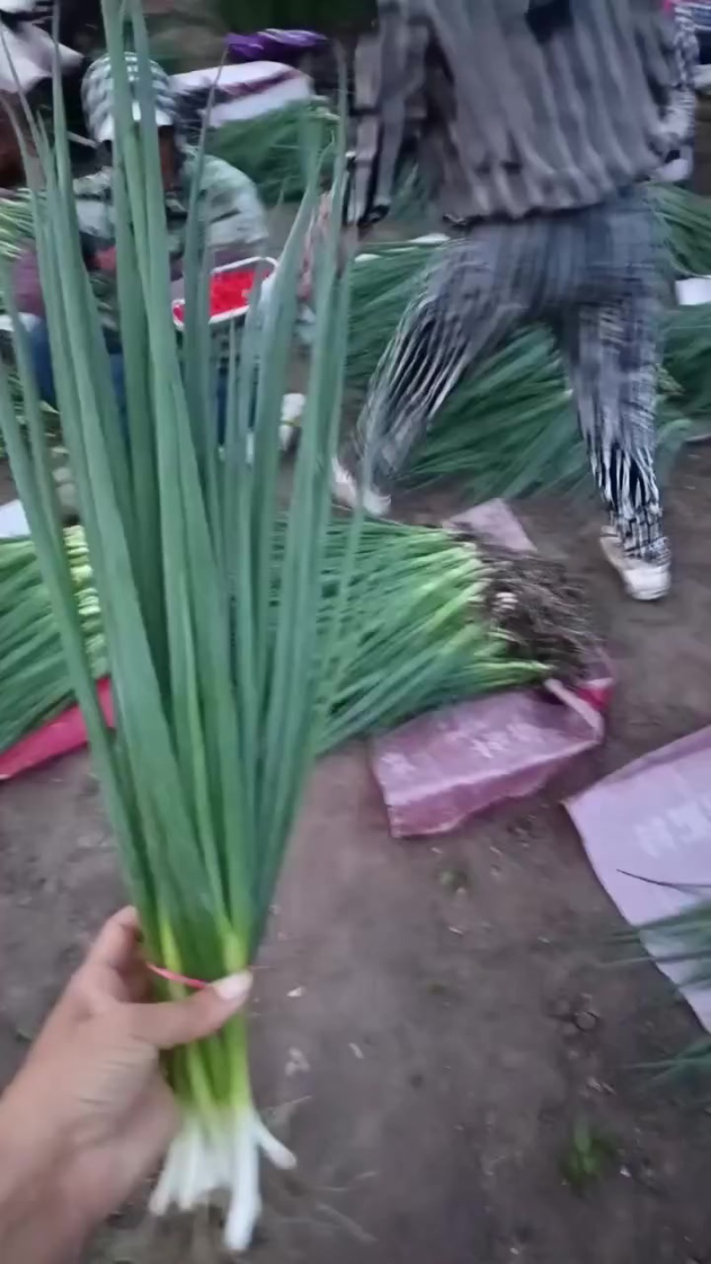 香葱