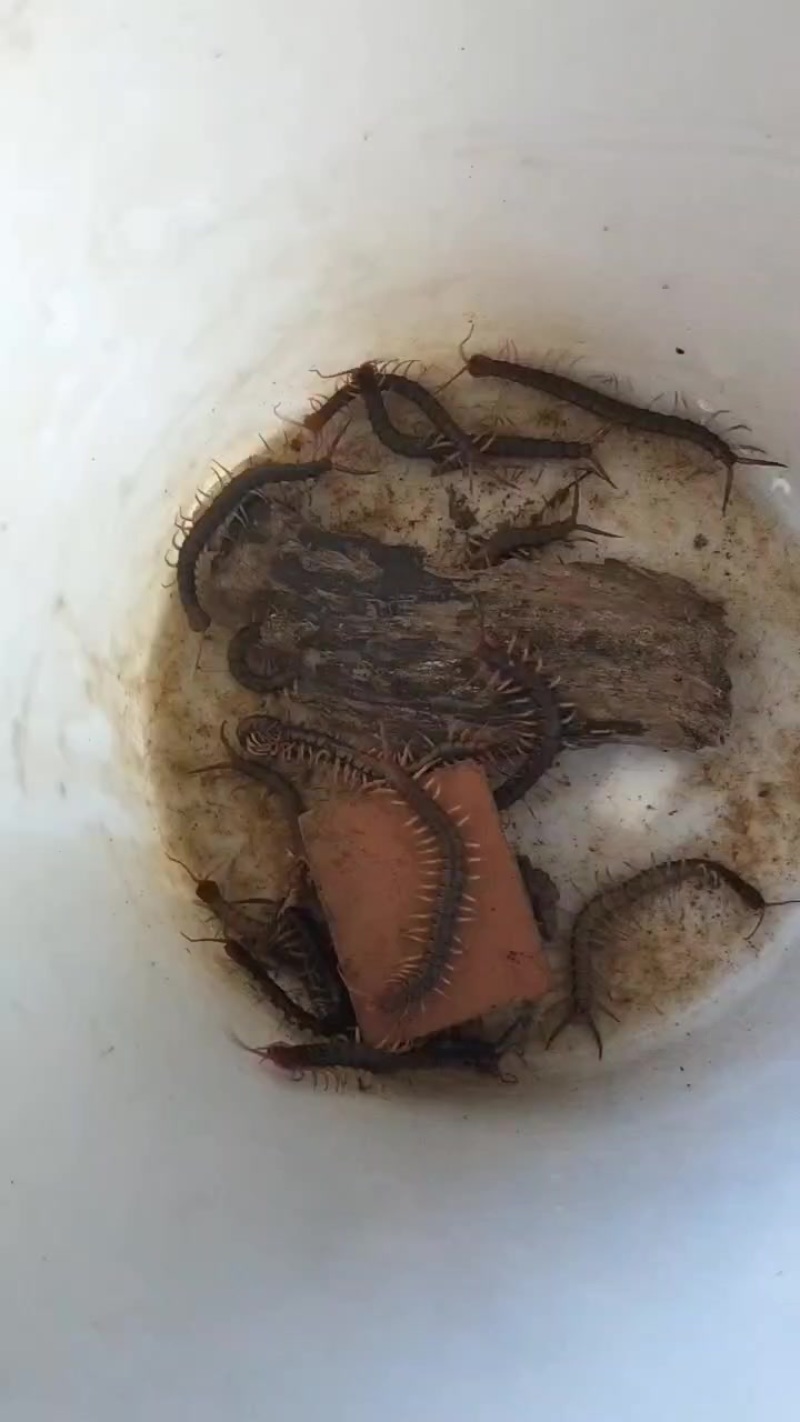 广西蜈蚣种苗
