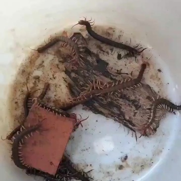 广西蜈蚣种苗