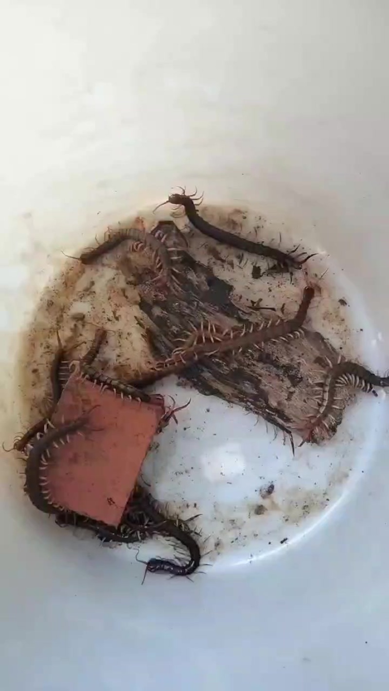 广西蜈蚣种苗