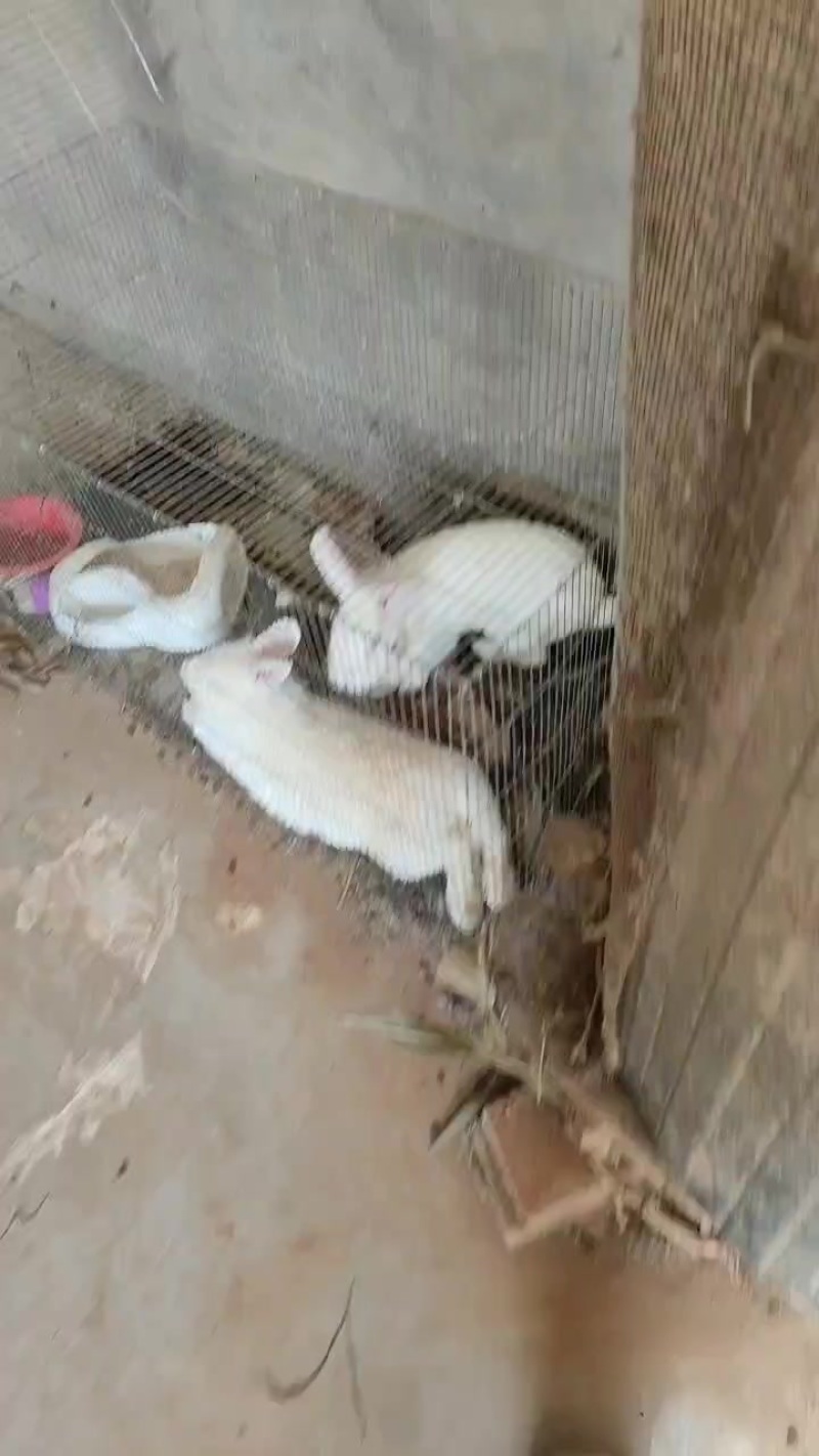 普通兔子