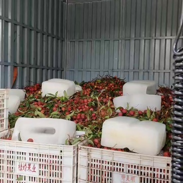漳州荔枝产地直销有需要的老板联系漳州荔枝新鲜现摘水果福建特产