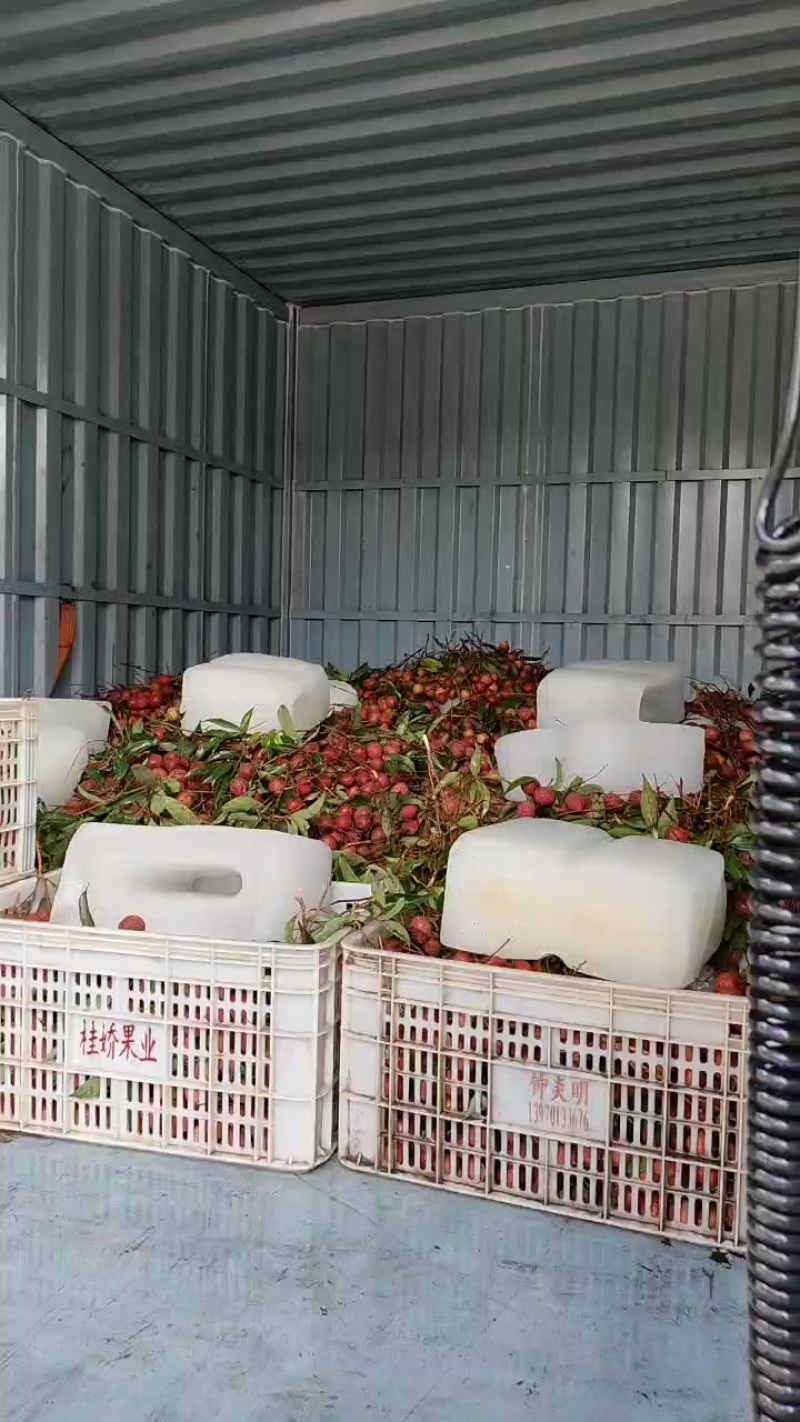 漳州荔枝产地直销有需要的老板联系漳州荔枝新鲜现摘水果福建特产