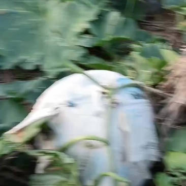 精品白皮冬瓜大量上市15斤起步
