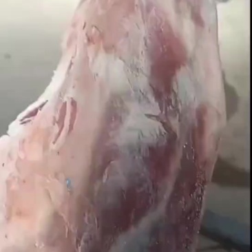羊白条