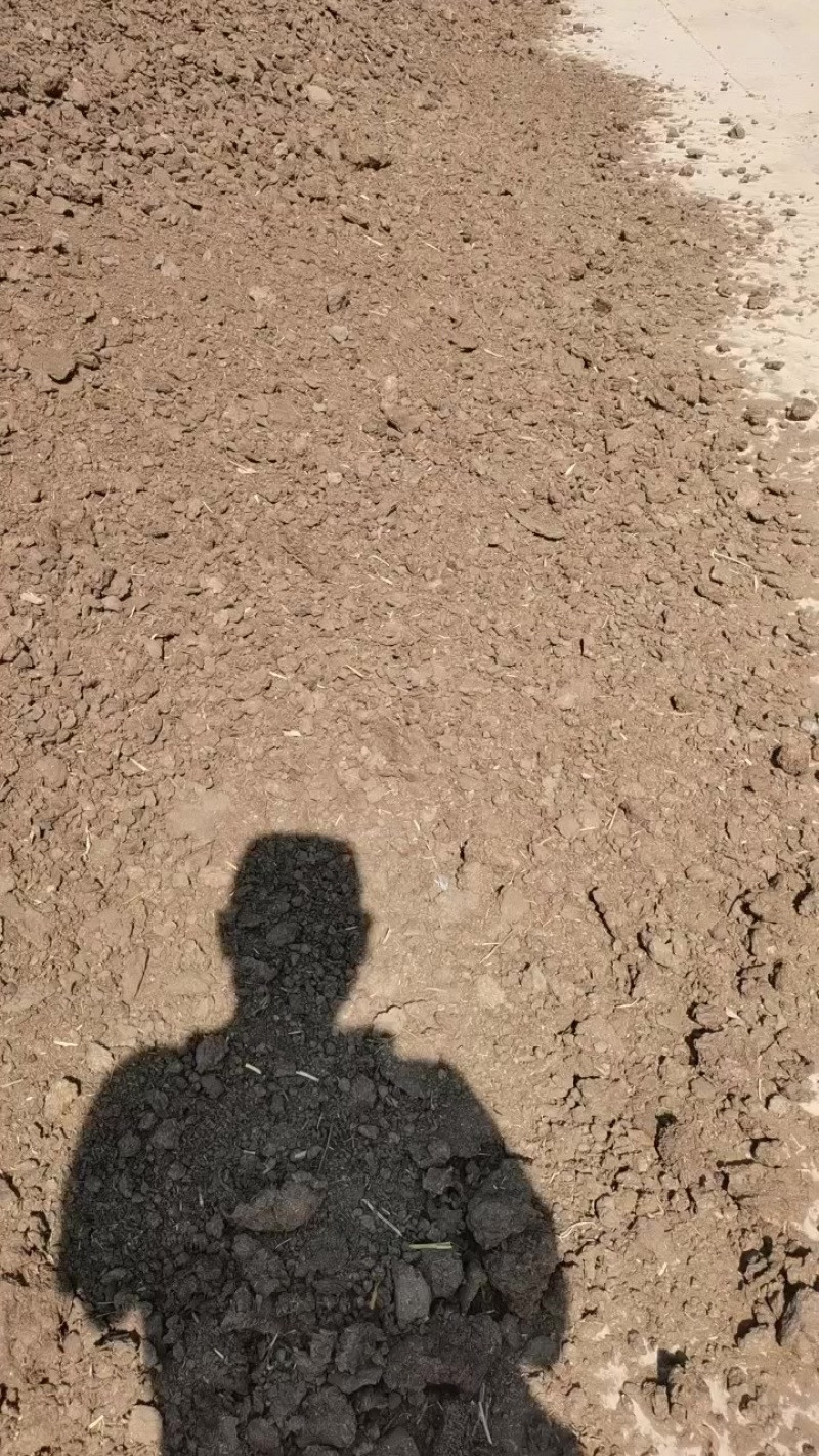 干牛粪出售