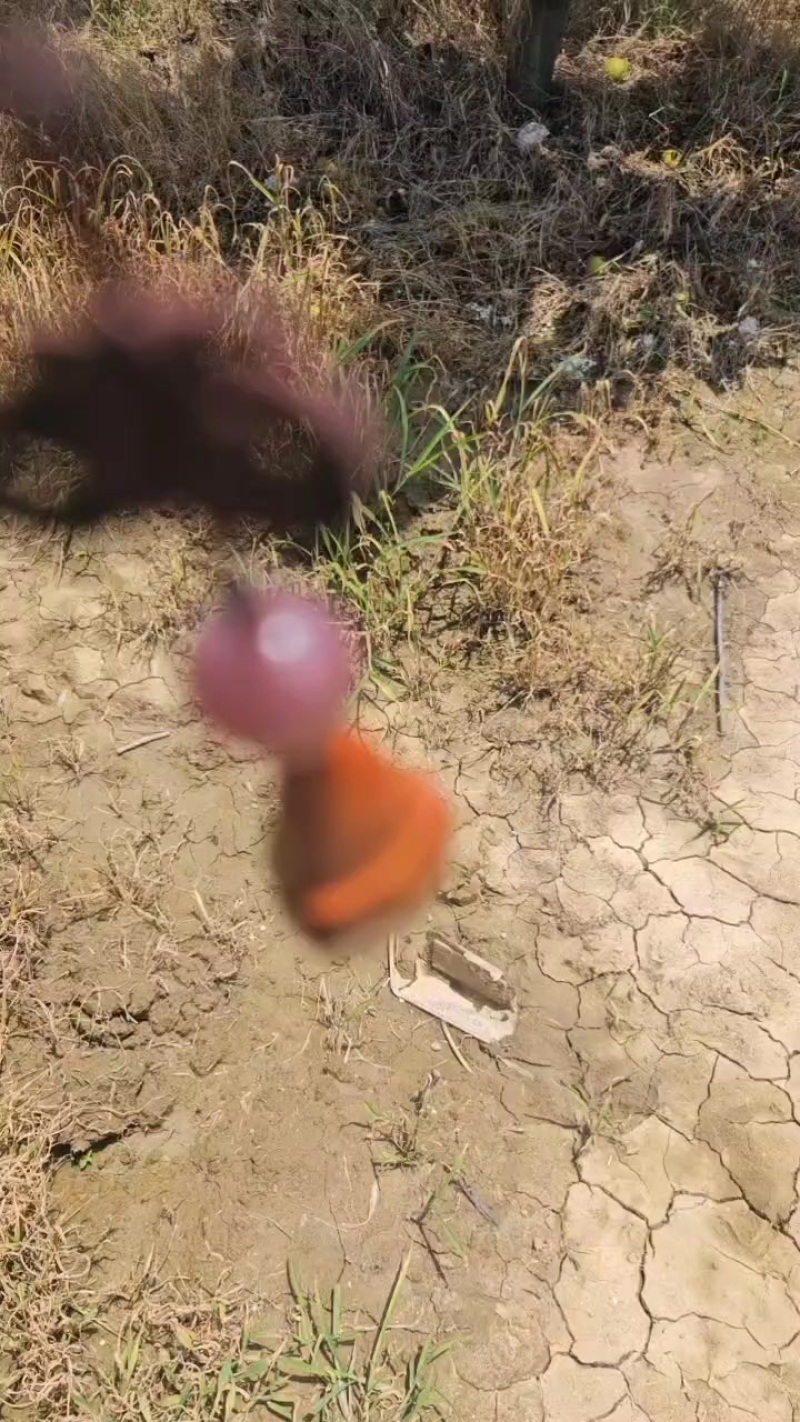 翠冠梨，湖北潜江，本人自已种的***********邵