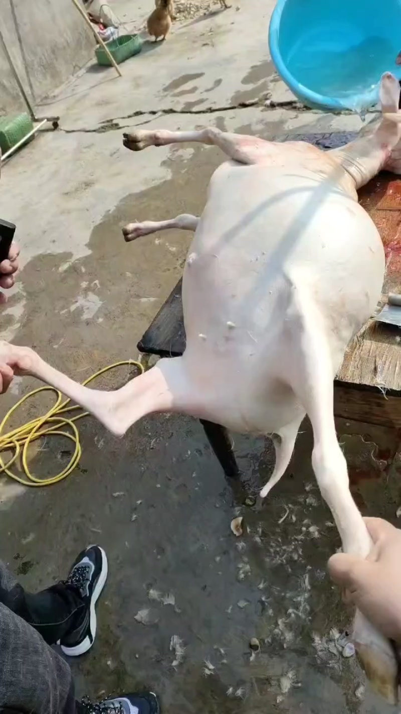 纯放羊山羊
