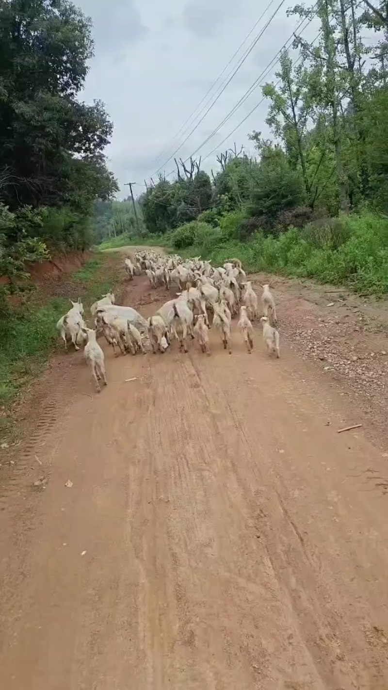 纯放羊山羊
