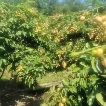 黄皮
