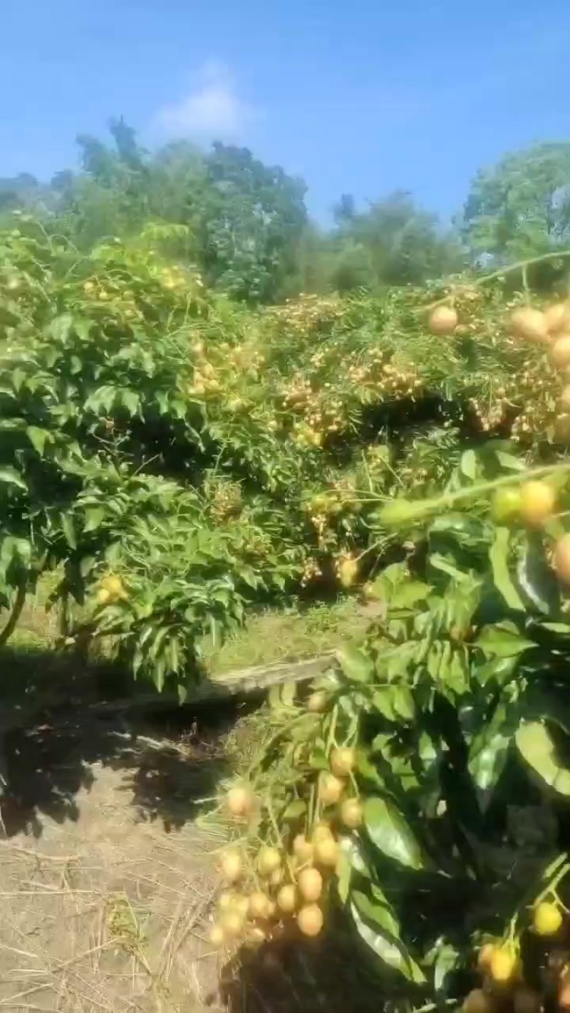 黄皮