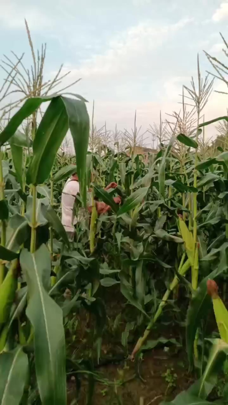 玉米