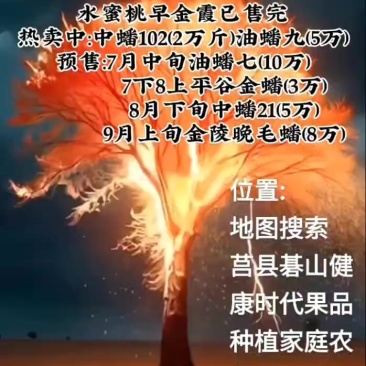 十年农场，专业种桃，有机管理，品质更高