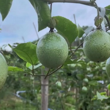 广西百香果