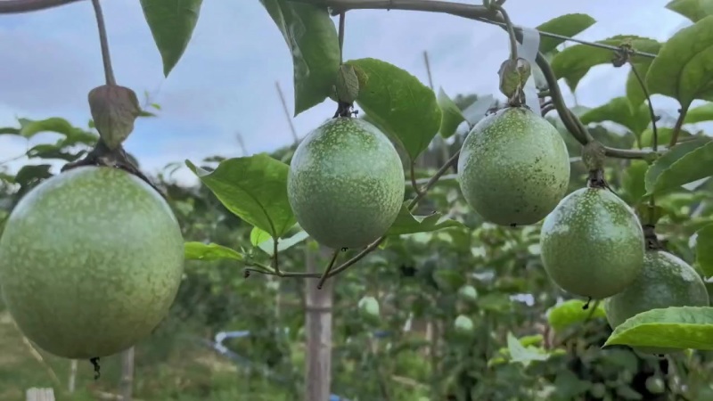 广西百香果