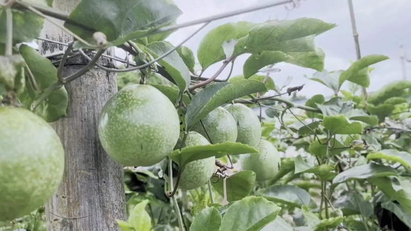 广西百香果