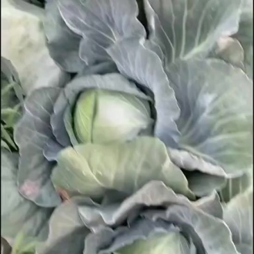 工厂养殖包菜刚白菜