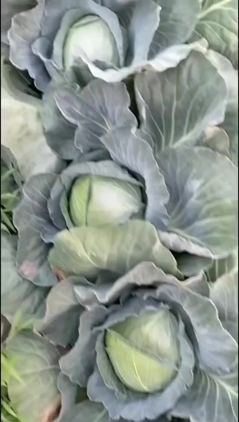 工厂养殖包菜刚白菜
