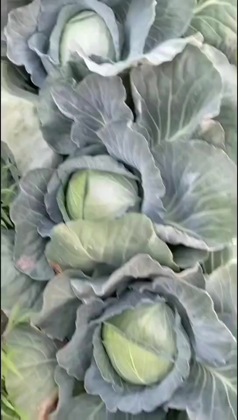 工厂养殖包菜刚白菜
