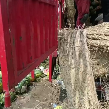 万亩甜王西瓜基地开园，沙土地，嘎嘎甜