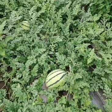 大猛虎系列红麒麟