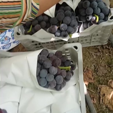 夏黑葡萄，大颗粒，需要的连系