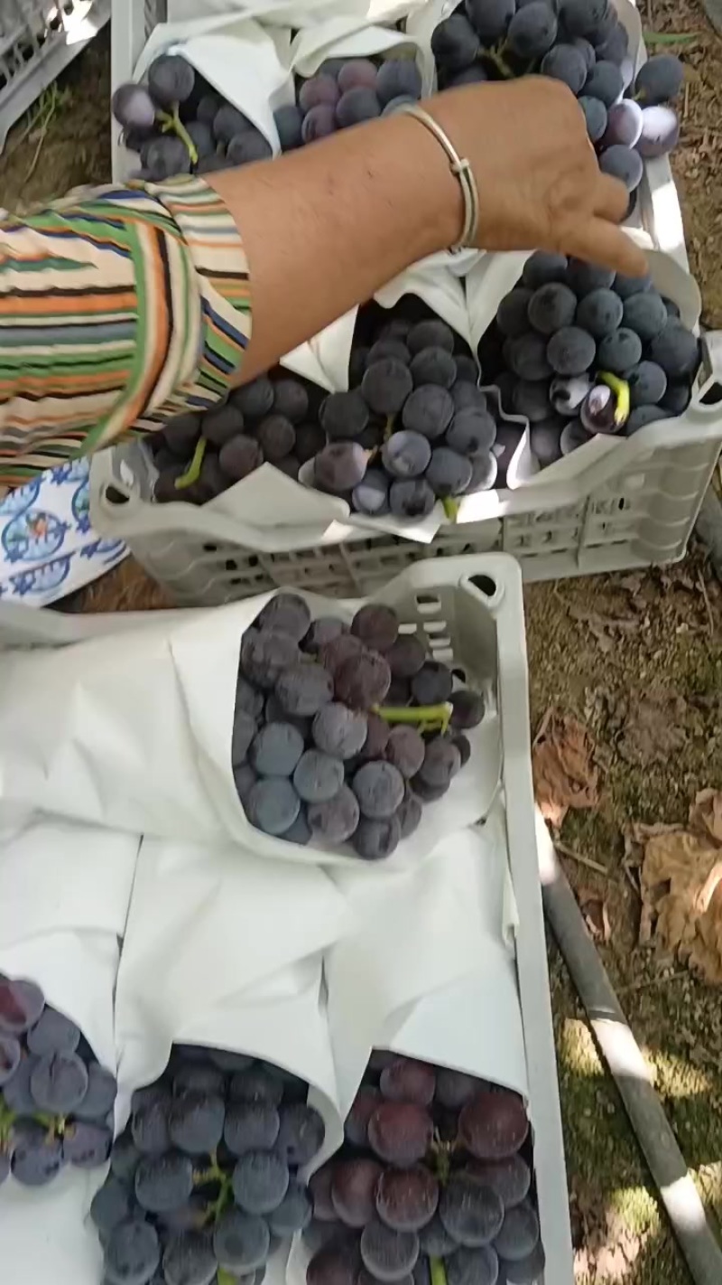 夏黑葡萄，大颗粒，需要的连系